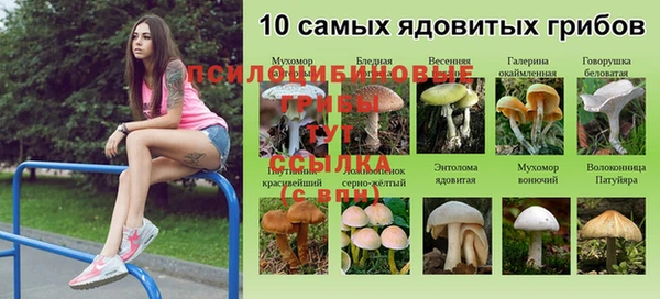 шишки Верея